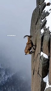 Ibex Goat . . . . . . #science #sciencefacts #space #facts #factsdaily #fbreels #fypシ #fypviralシ #fyp #reelsfypシ #foryouシ #viralreels #virals | Galactic Guru