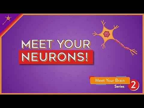 Meet Your Neurons! | Lesson 2
