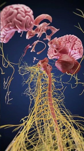 Human Brain Exploded View | 3D Anatomy Animation