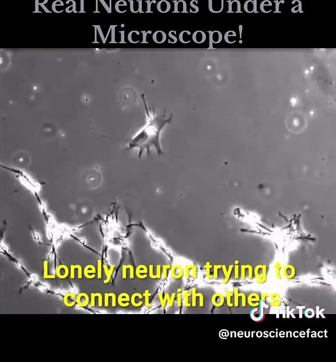 Real Neurons Under a Microscope – Stunning Insights