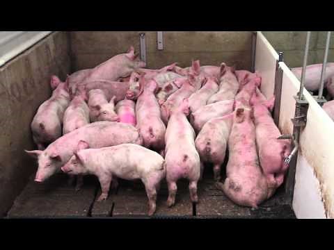 Smart Pig Handling - Part 1 of 2 - Basic Pig Behaviour