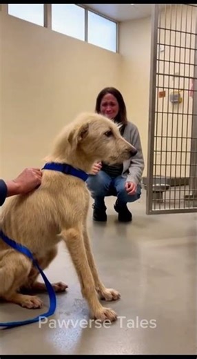 A Starving Shelter Dog Slowly Chooses the Woman Crying for Him #shelterdog #dogrescue #rescuedog