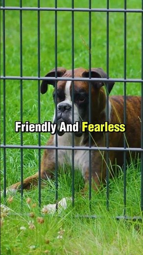 3 Best Dog Breeds for Women...