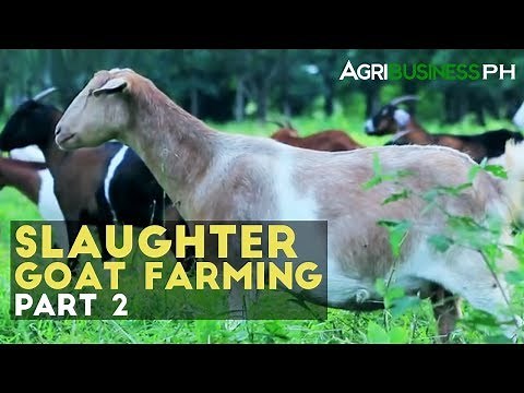 Goat Farming Part 2: How to Manage Slaughter Goat Farm