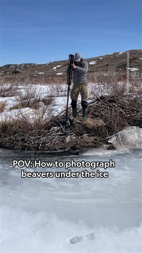 It isn't easy to capture an image of a beaver underneath the ice. It's cold, the water is murky, wild animals have their own schedules, and did we mention it's cold? But National Geographic photographer Ronan Donovan didn't let these difficulties stop him from trying for three years. Learn more about Ronan's photography process for photographing beavers underwater, and discover the role their dams play in protecting habitats from forest fires: https://on.natgeo.com/4mEvKt4 | National Geographic