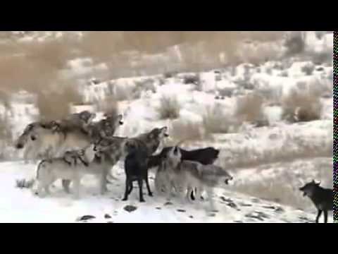 Wolves of Yellowstone Full Documentary Discovery Channel