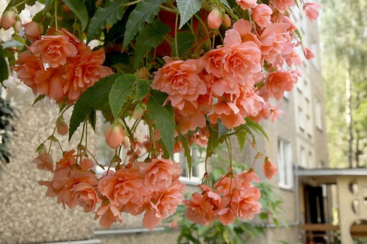 How To Grow And Care For Begonias