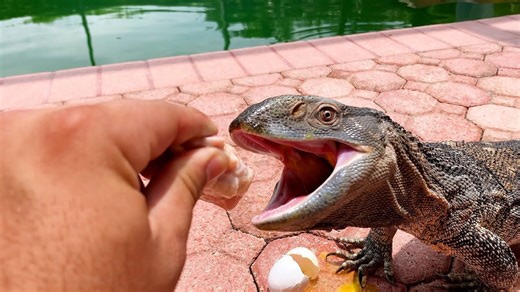 The bearded dragon training tricks that actually work