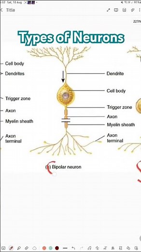 Types of neurons | Unipolar, Bipolar & Multipolar neurons | Neurons