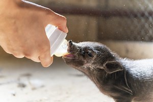 Hampshire pig on the farm Fattoria Rozzalupi in Cerreto Guidi (Tuscany Italy)