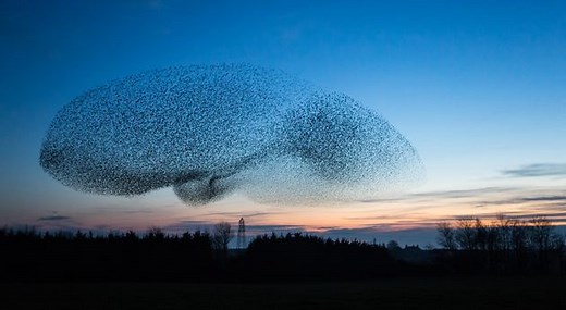 Collective nouns for birds: Why we call it a murder of crows, murmuration of starlings and a conspiracy of ravens