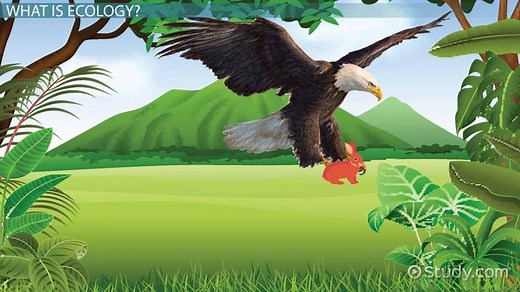 Ecological Study Definition, Methods & Example