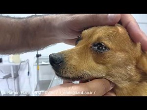 A dog crying due to feeling emotional