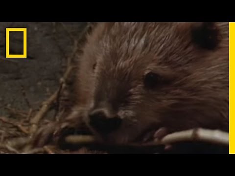 Beaver Genius | National Geographic