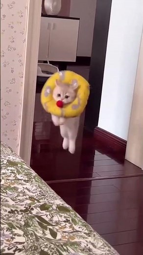 Funniest Cat Fails Compilation 2025 | Hilarious Cat Expression Fails