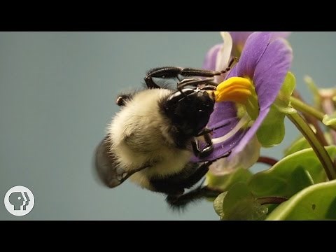 This Vibrating Bumblebee Unlocks a Flower's Hidden Treasure | Deep Look