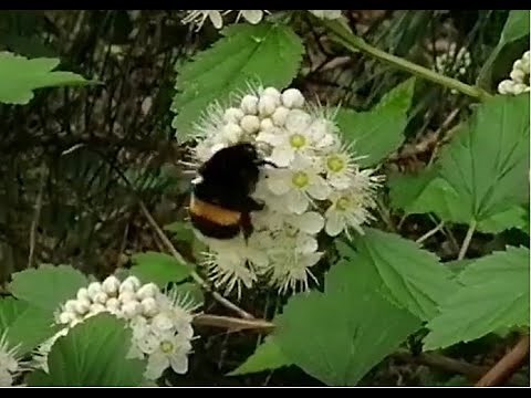 Big bumblebee buzzing