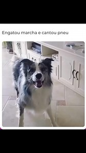 Ja segue a pagina Meme Memo ✅ | Meme Memo