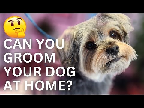 Step By Step Small Dog Grooming For Beginners
