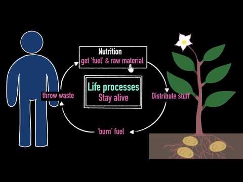 Intro to life processes | Life processes | Biology | Khan Academy
