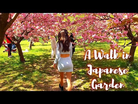 Beautiful Girl Walking in Japanese Garden with Cherry Blossom Flower
