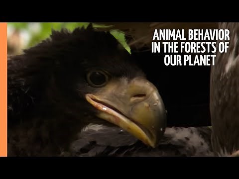 Exciting Animal Behavior in the most enchanting Forests of our Planet | Full Documentary