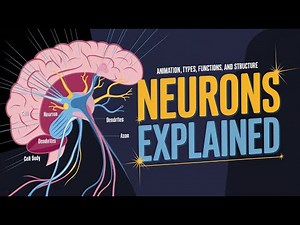 Neurons Explained: Structure, Types & Functions – Understanding the Brain's Power!