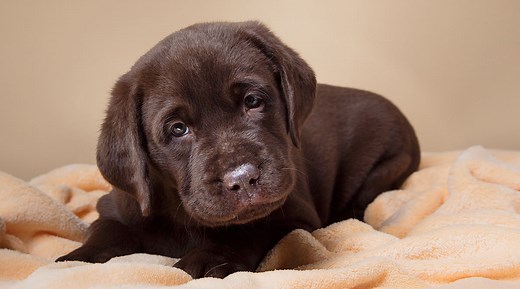 Puppy Crying - Tips For Settling New Puppies At Night Or In A Crate