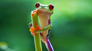 BBC One - Planet Earth II, Jungles