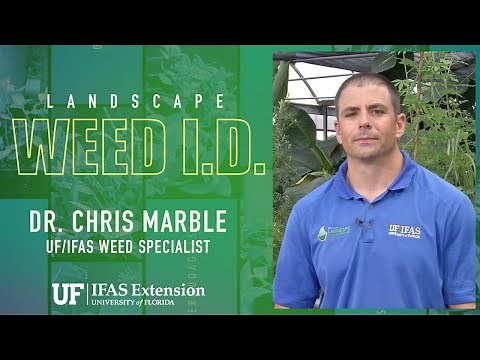 Florida Weed I.D. - Torpedo Grass