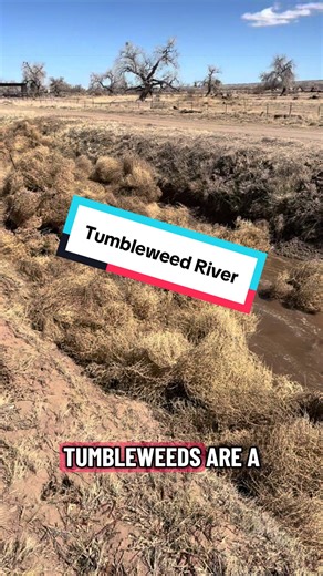 Cowboy Max's Tumbleweed River Adventure