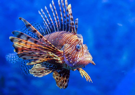 9 of the Deadliest Fish in the World