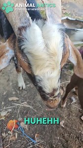 You need to hear these noises my goat makes when it's angry! 🤣🐐 | Animal Antics