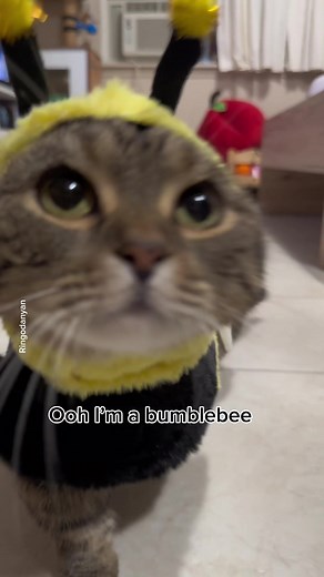 Im a bumblebee🐝💫✨ #bumblebee #cat #fyp #catsoftiktok | oh im a bumblebee