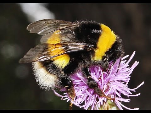 Large earth bumblebee - Bombus terrestris - Cyprus