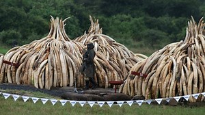 China announces ban on ivory trade by end of 2017