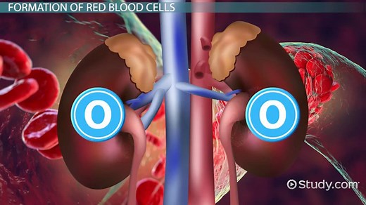 Red Blood Cell Formation | Process, Stages & Life Cycle