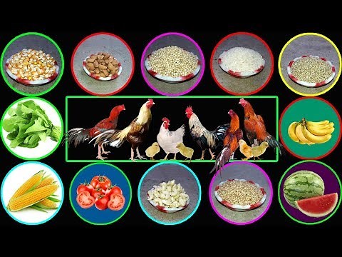 What to Feed Chickens || What do Chickens Eat