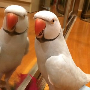 Bird Bird Bird! Brid is the word! 🦆🦉 | Try Not to Laugh