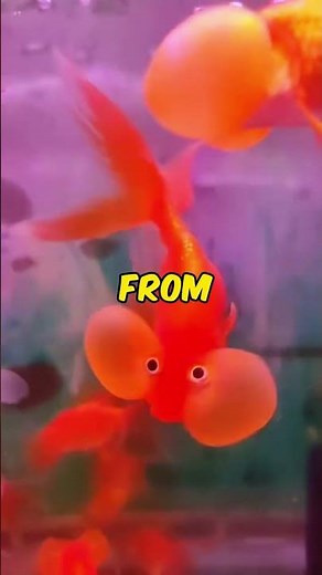 Unveiling the Enchanting Bubble Eye Goldfish #aquarium #fish #shorts