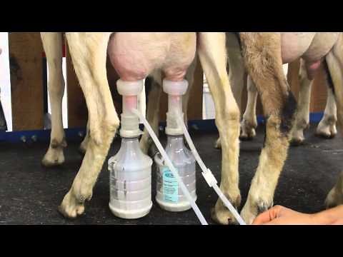 Milking Goats with the Ultimate EZ Milker
