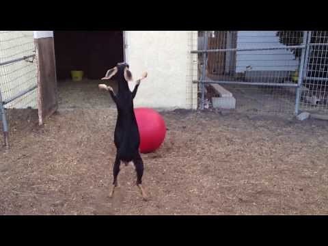 Best Use For A Yoga Ball, According To My Goats.
