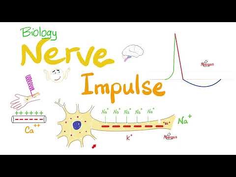 Action Potential - Nerve Impulse Transmission - Neurons - Biology Series