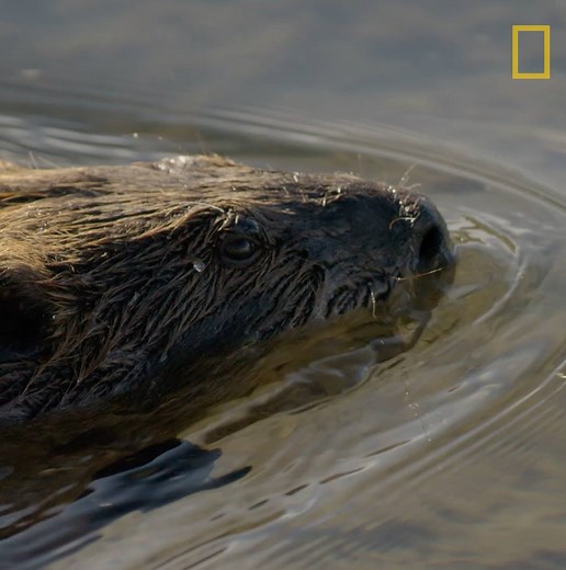 Building a proper dam takes more than a good pair of teeth. Beavers are basically designed for the job. | National Geographic TV