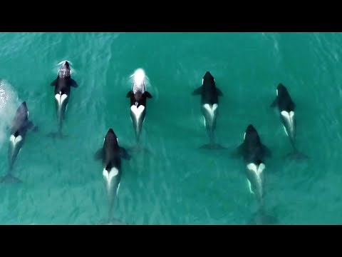 Orca released from captivity thrives in the wild | Behind the Scenes of Frozen Planet II | BBC Earth