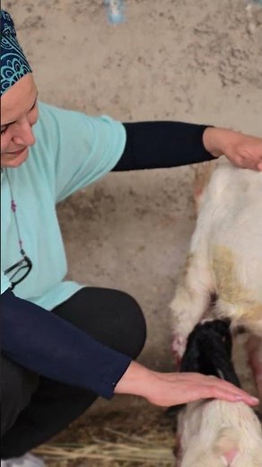Adorable Newborn Goat Nursing for the First Time! 🍼🐐 Heartwarming Moments