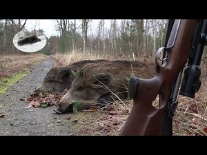 HUNTING WILD BOAR IN JANUARY