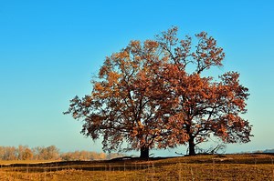 Oak Tree: Key Facts — Forest Wildlife