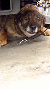 Stray German shepherd wouldn’t stop crying when she was out on the streets — weeks later, her rescuers can’t believe how different she is! | The Dodo