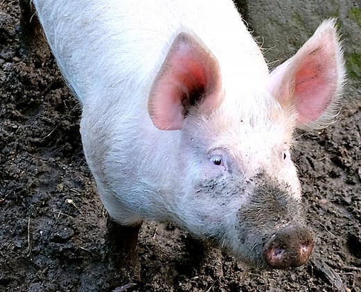 Large White Pig (Yorkshire): History, Characteristics & Facts